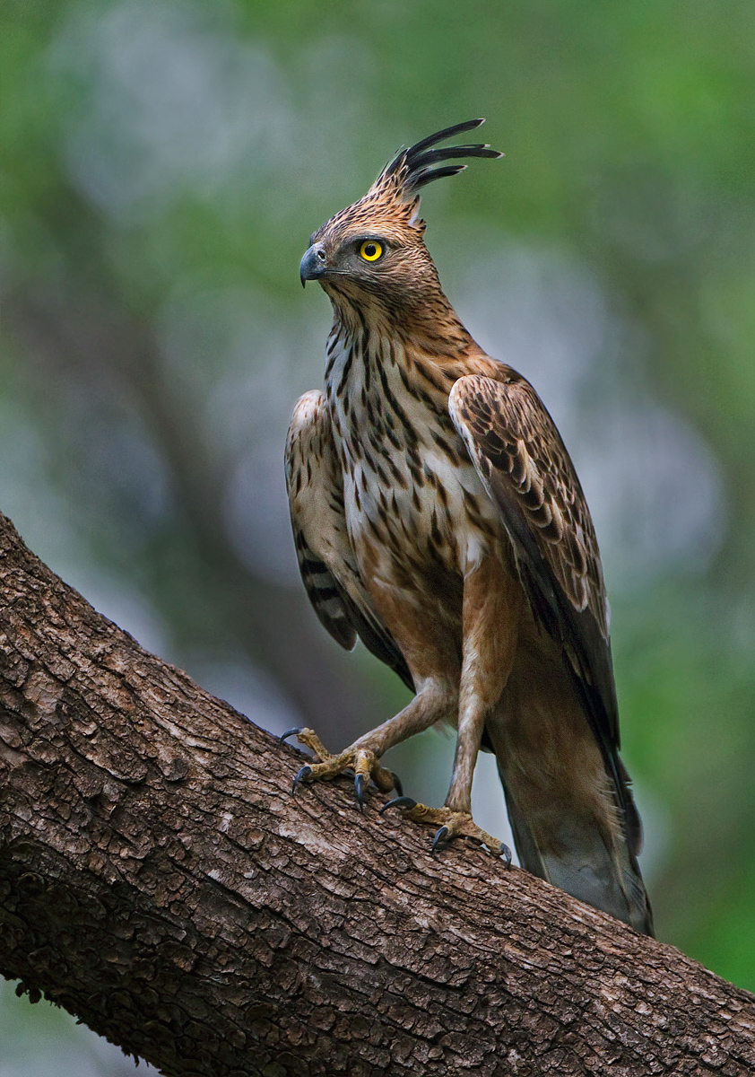 Changeable Hawk Eagle