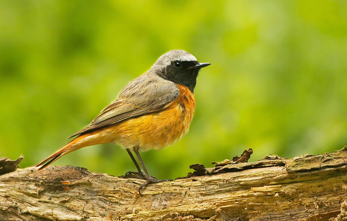 Redstart