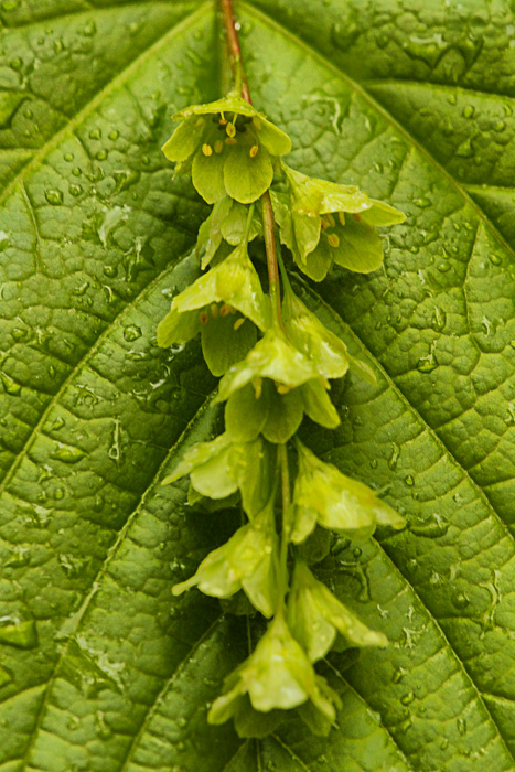 striped maple