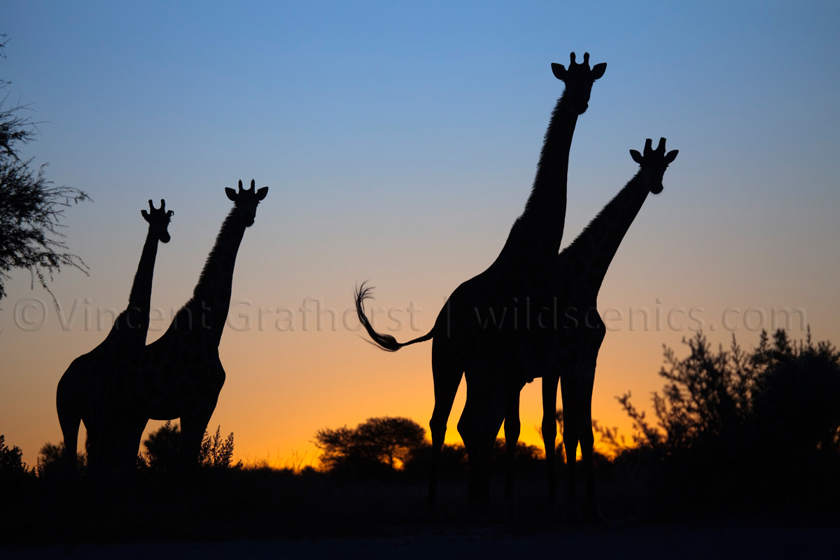 Kalahari Silhouettes