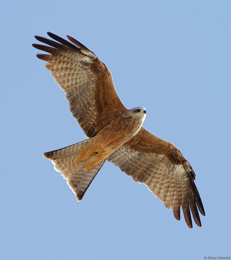Black Kite