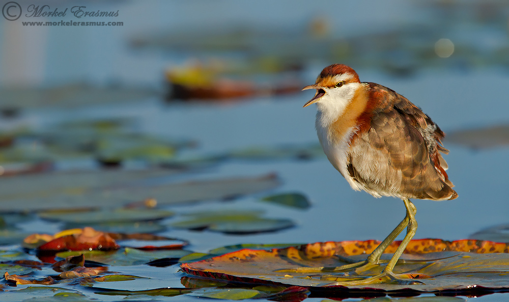 Lesser Jacana (male)