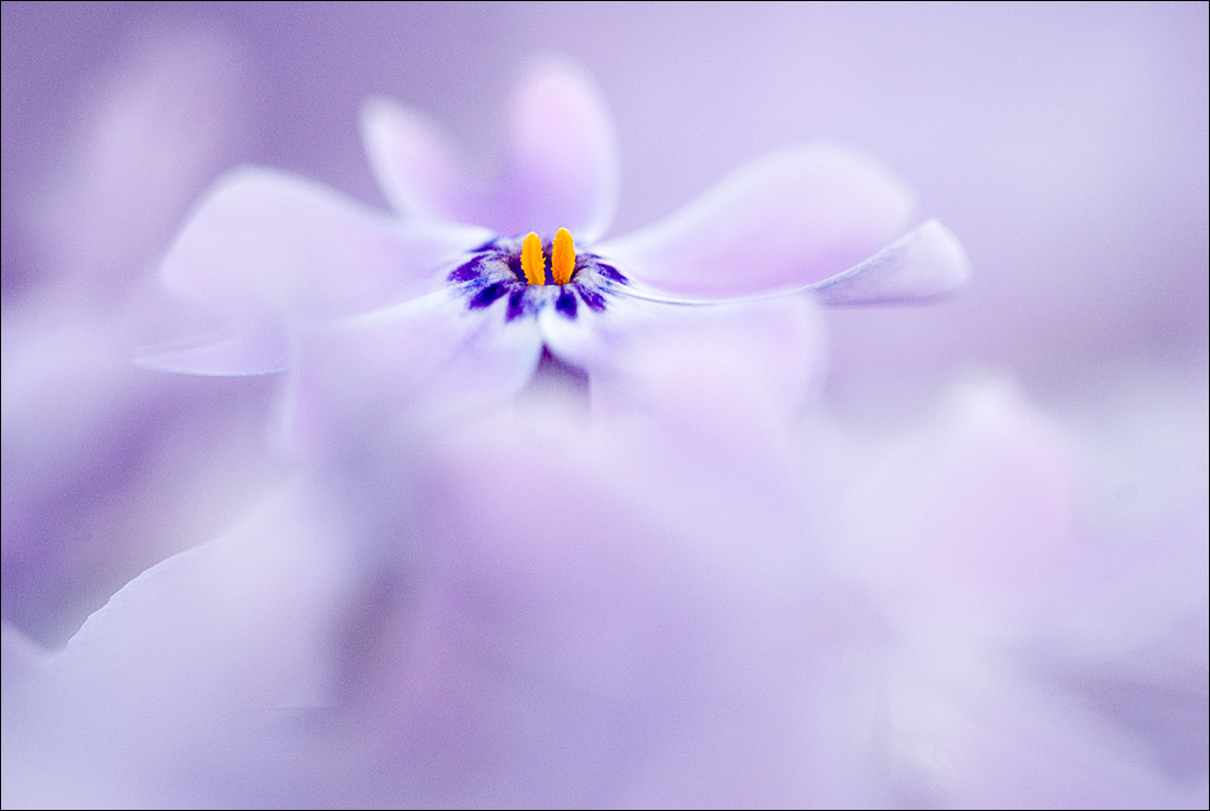 WC485 - Sore Thumb Phlox