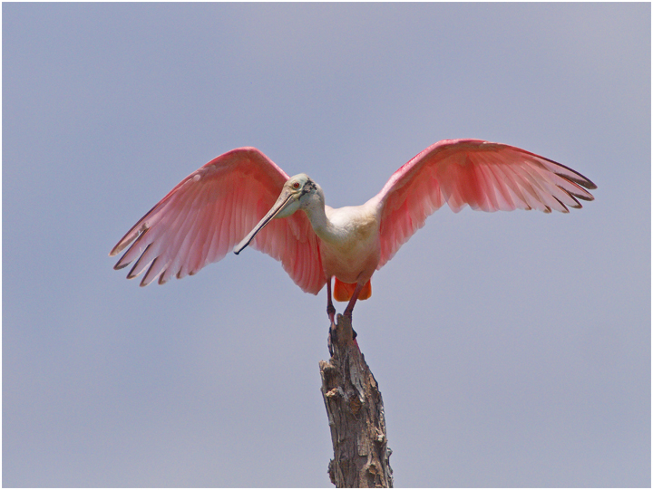 Spoonbill Wingspread