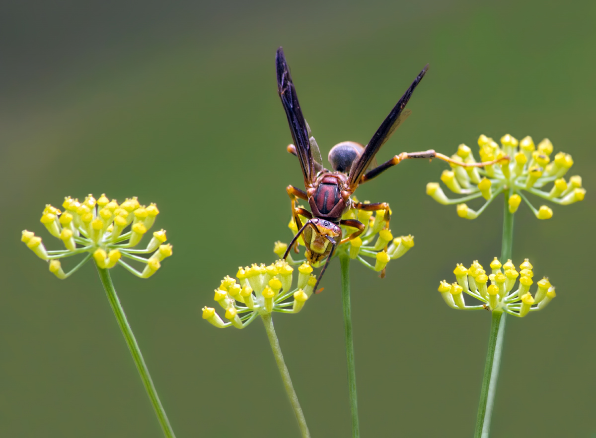 On Yellow Flowers