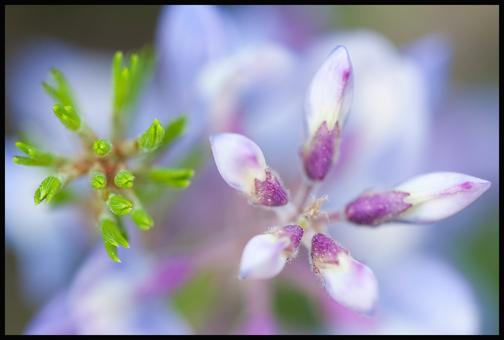 Lupine and ?
