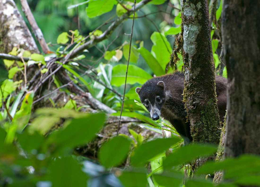 Coati in Canopy 