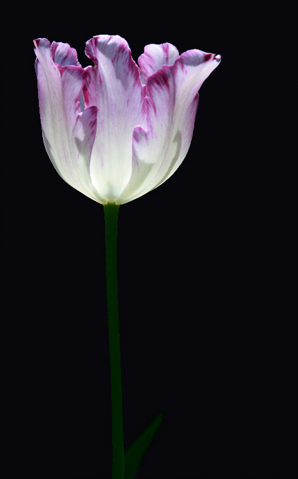 Glowing Tulip & repost WC485