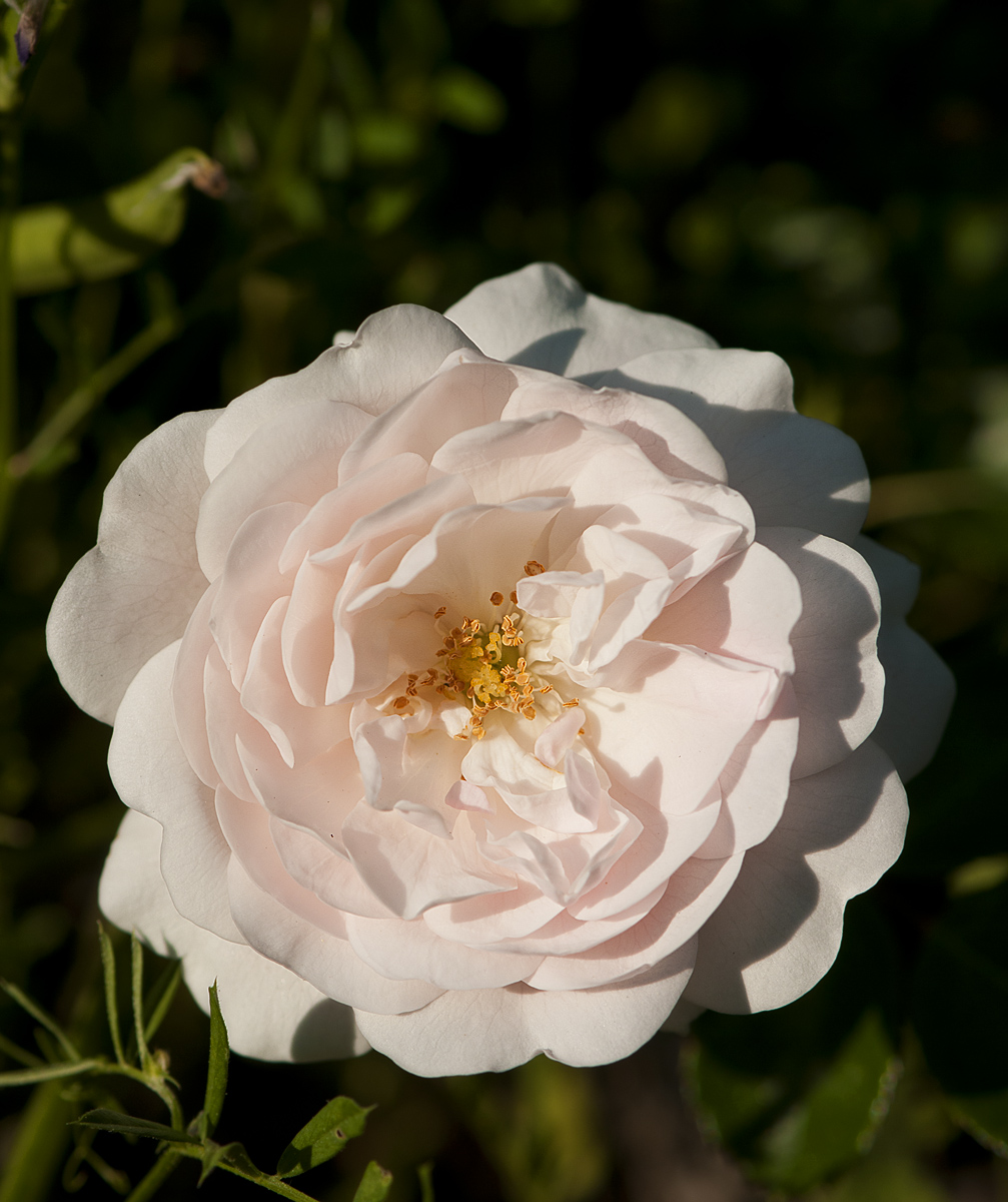 A rose