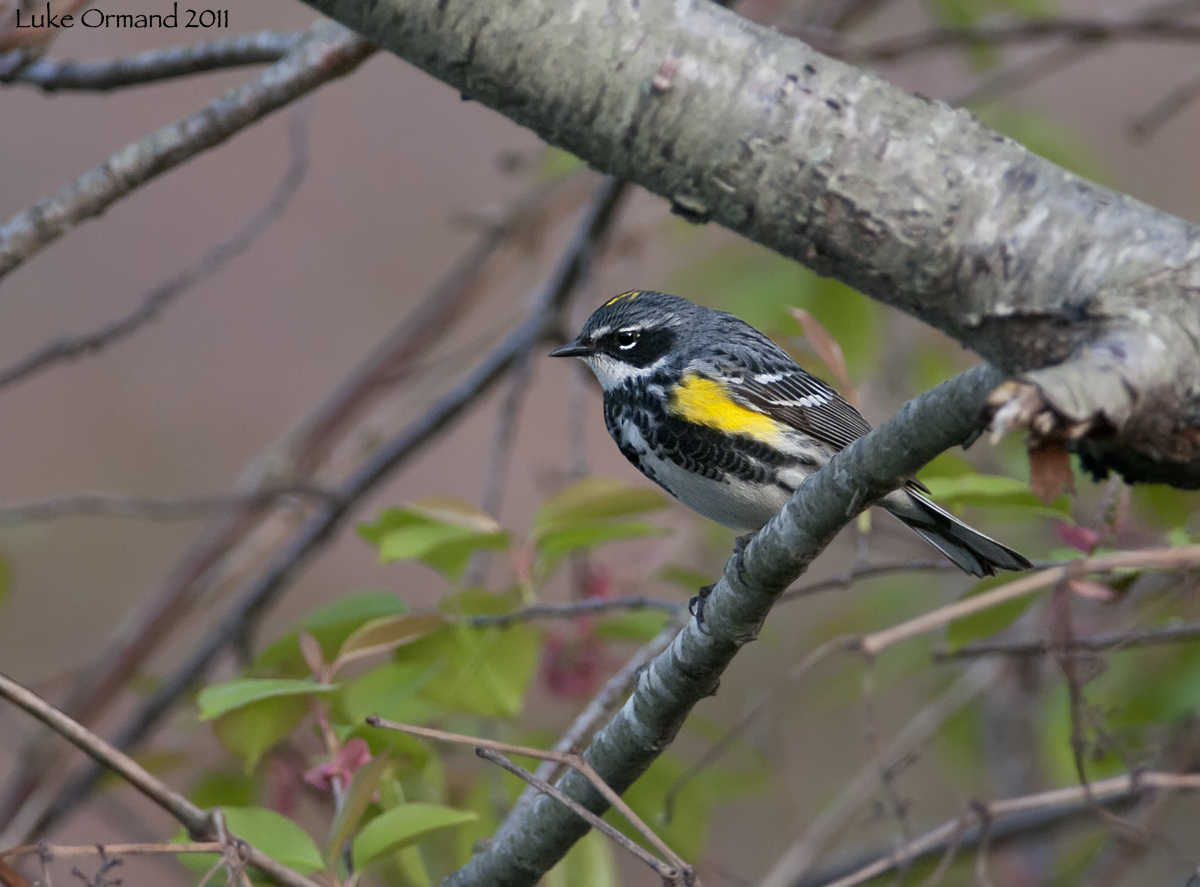 Myrtle Warbler