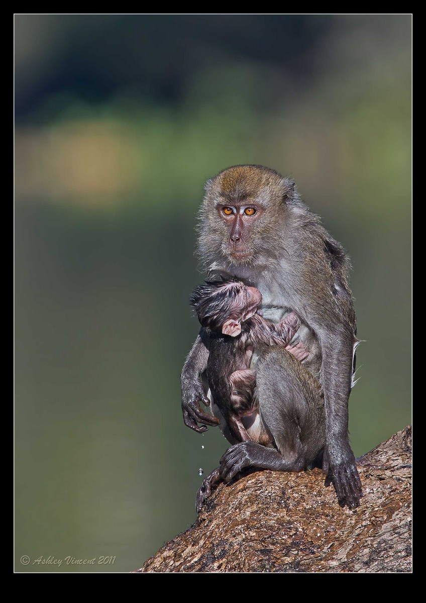 Long-Tailed Macaque