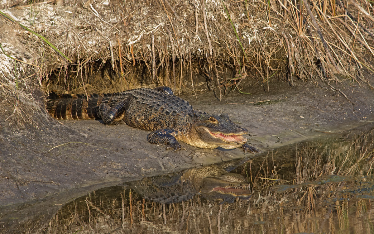 Gator & cave