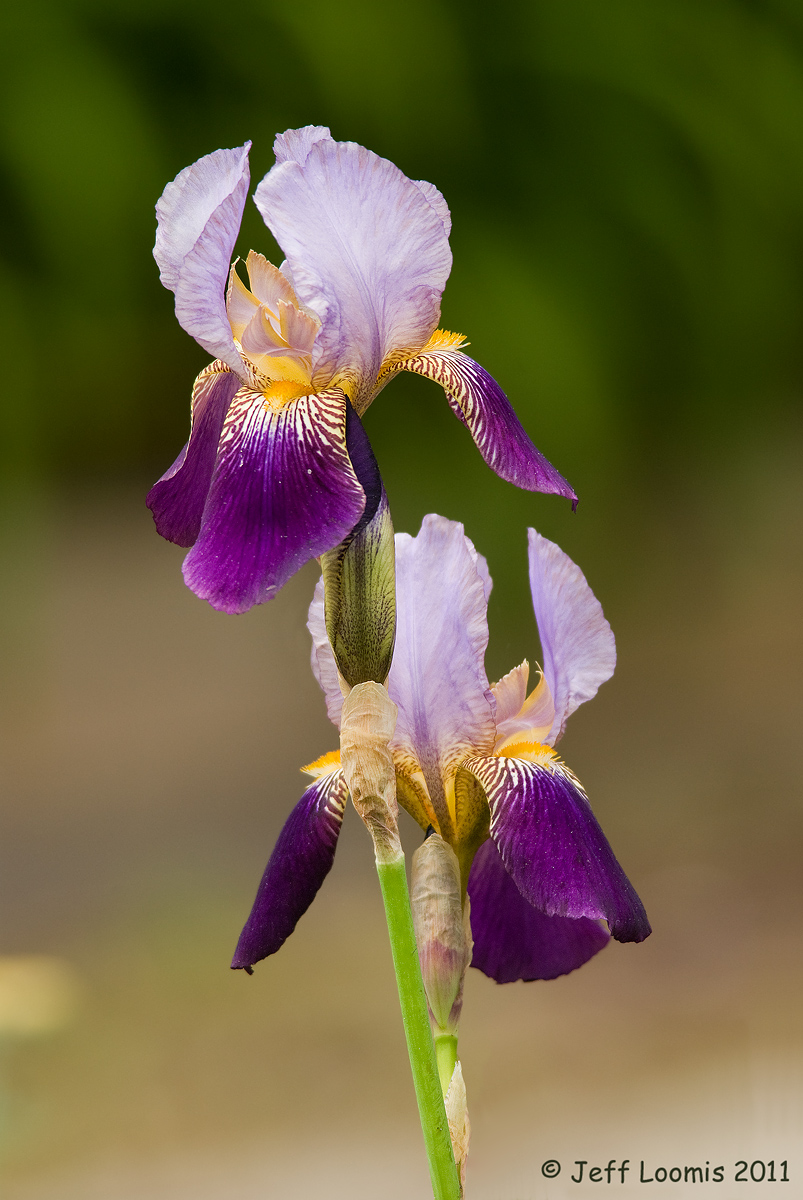 Iris