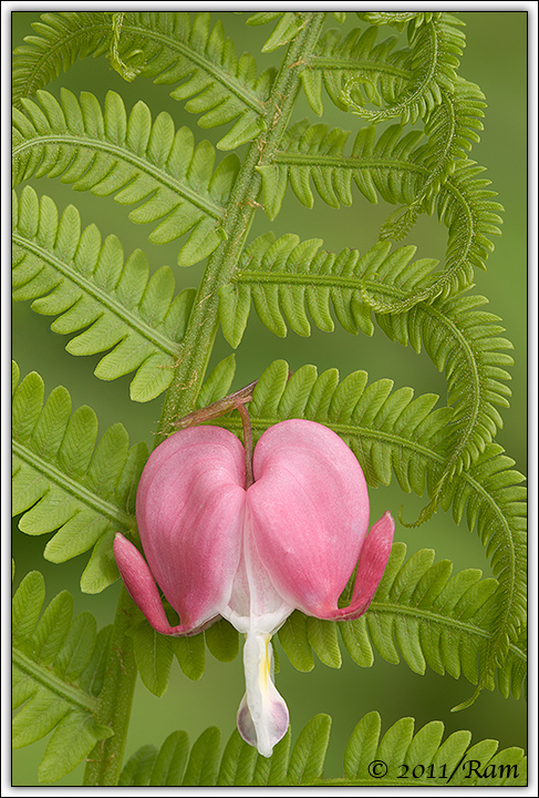 Bleeding Heart on Fern