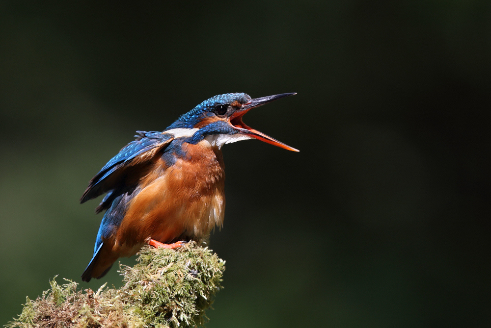 Kingfisher
