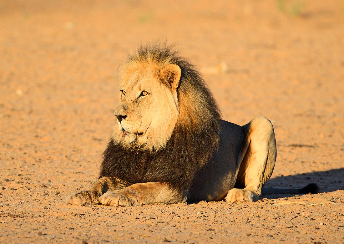 King of the desert