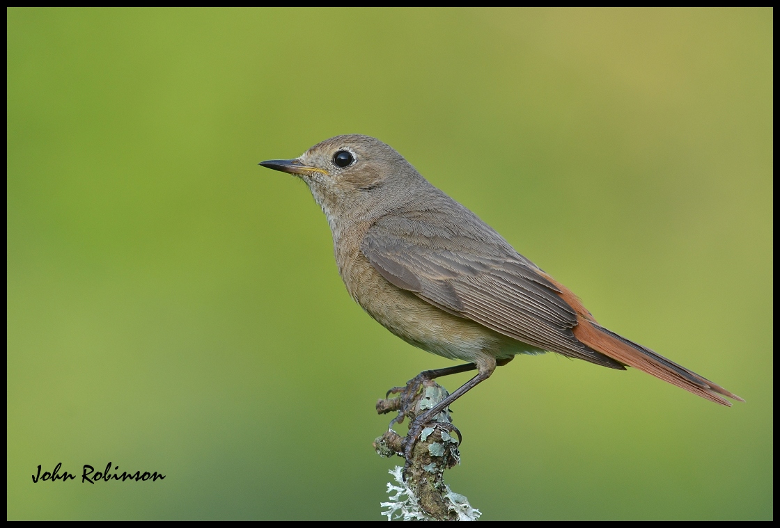 Redstart