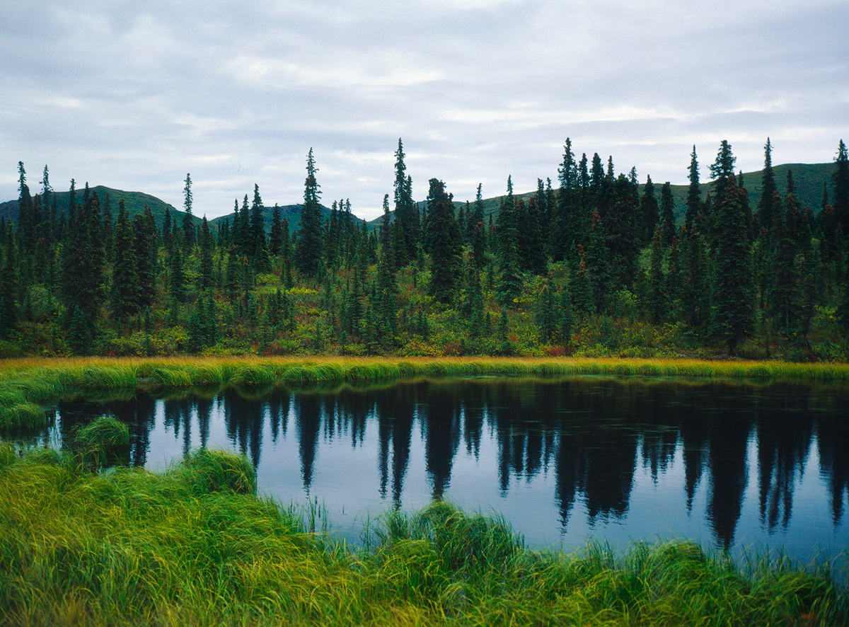 Denali Pond