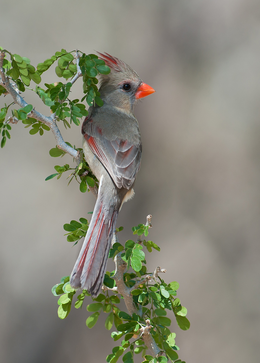 Cardinal Female