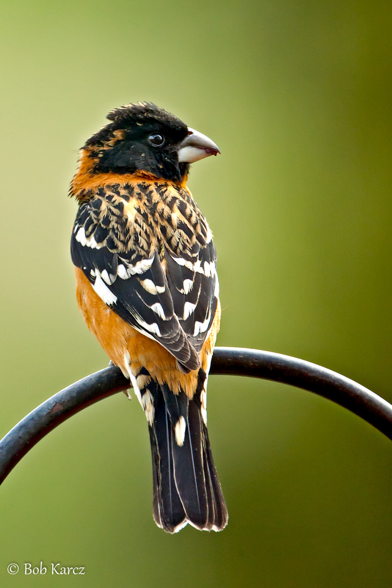 Black Headed Grosbeak