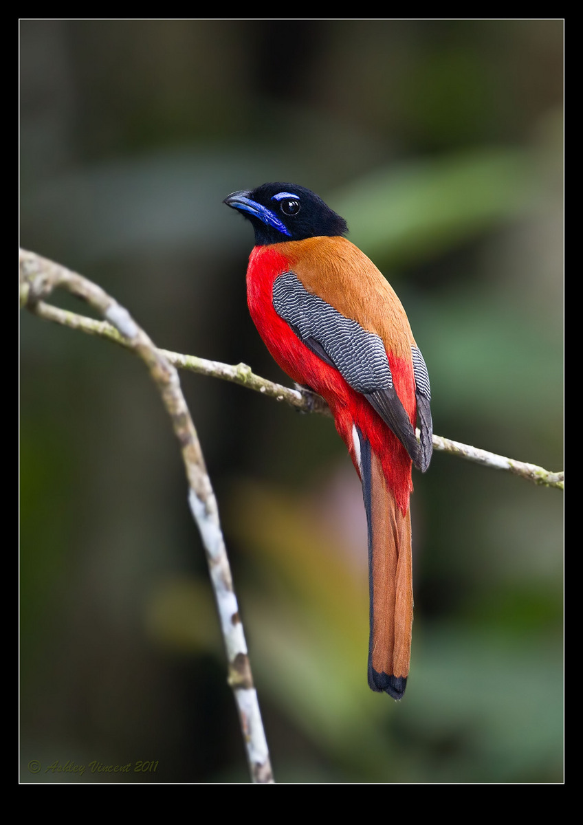 Jewels of Nature