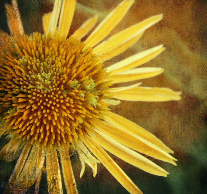 Rudbeckia-June Challenge