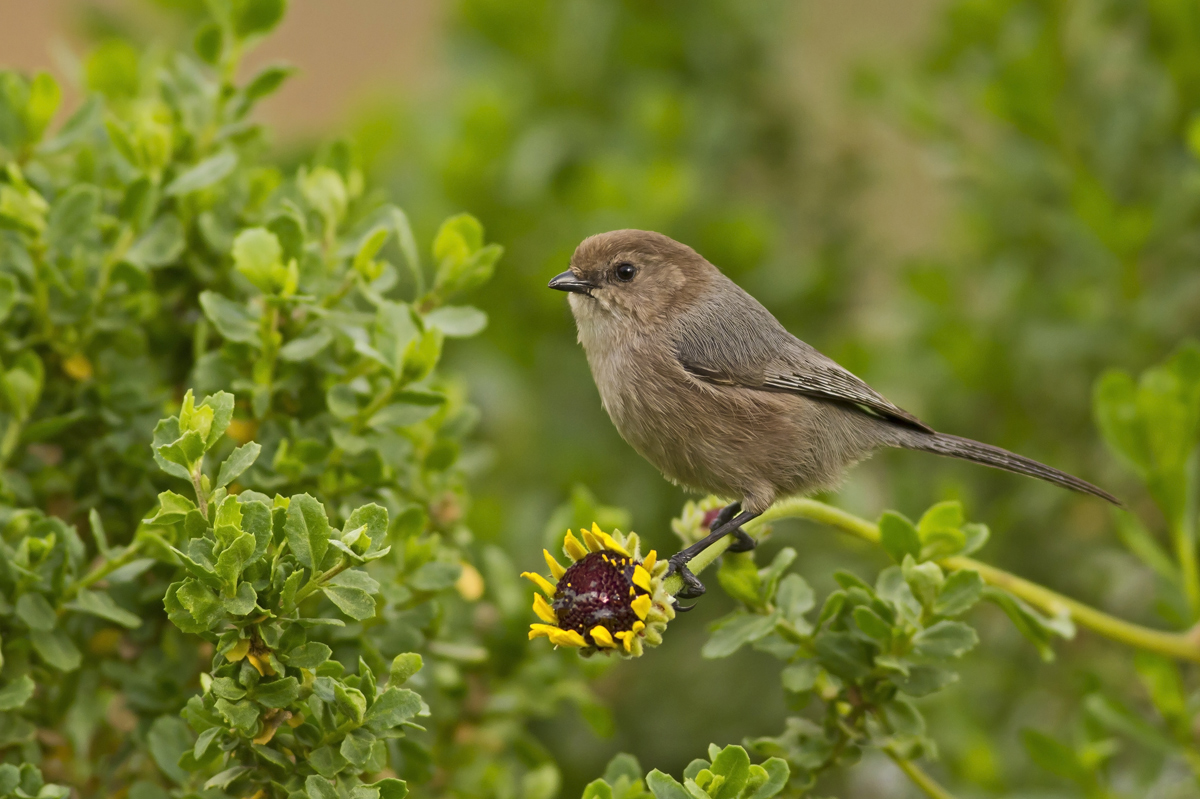 Bushtit??