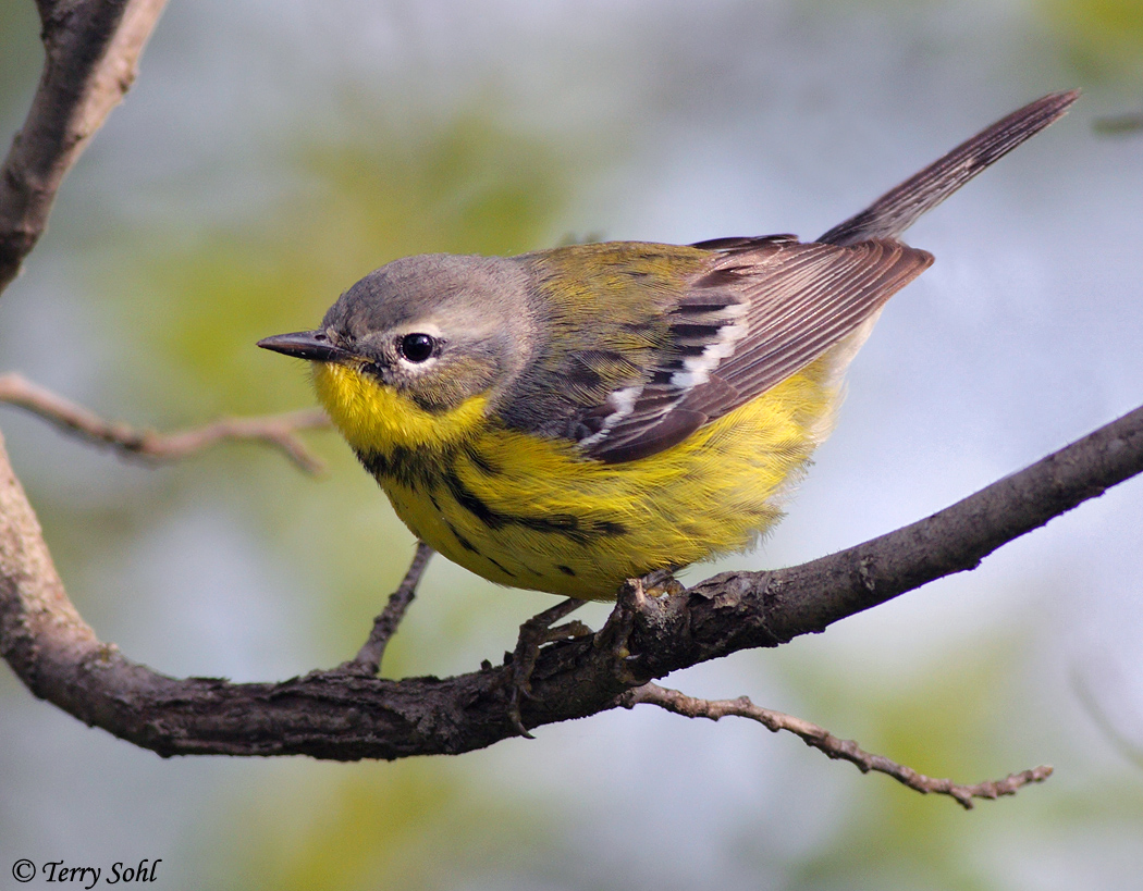 Magnolia Warbler