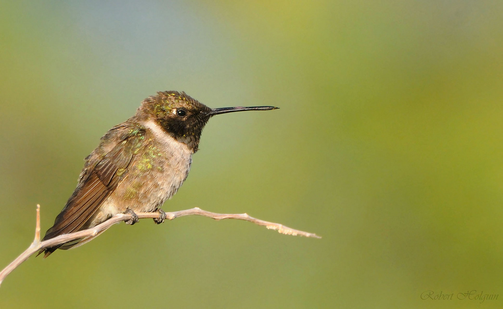 BC Hummer