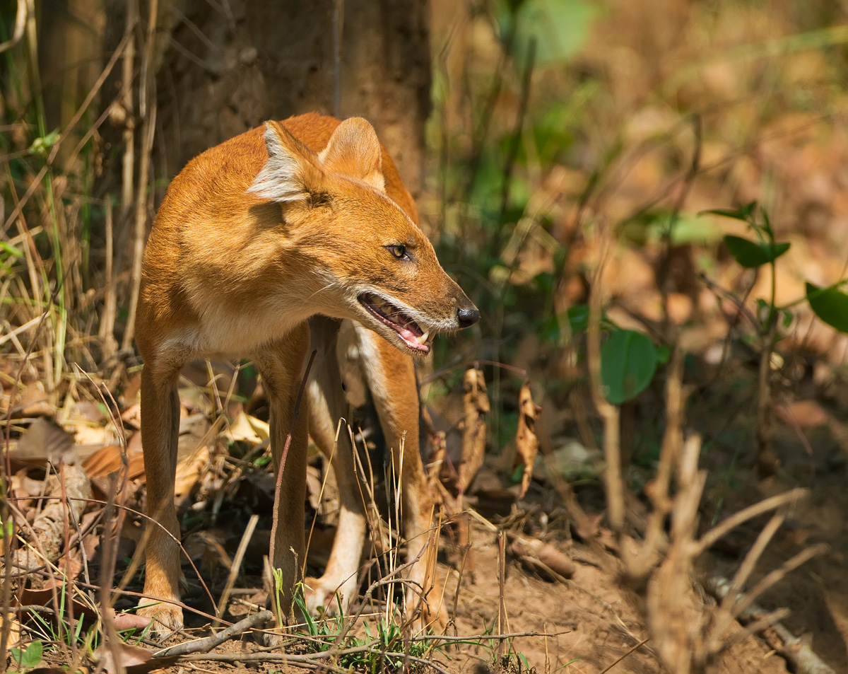 Dhole
