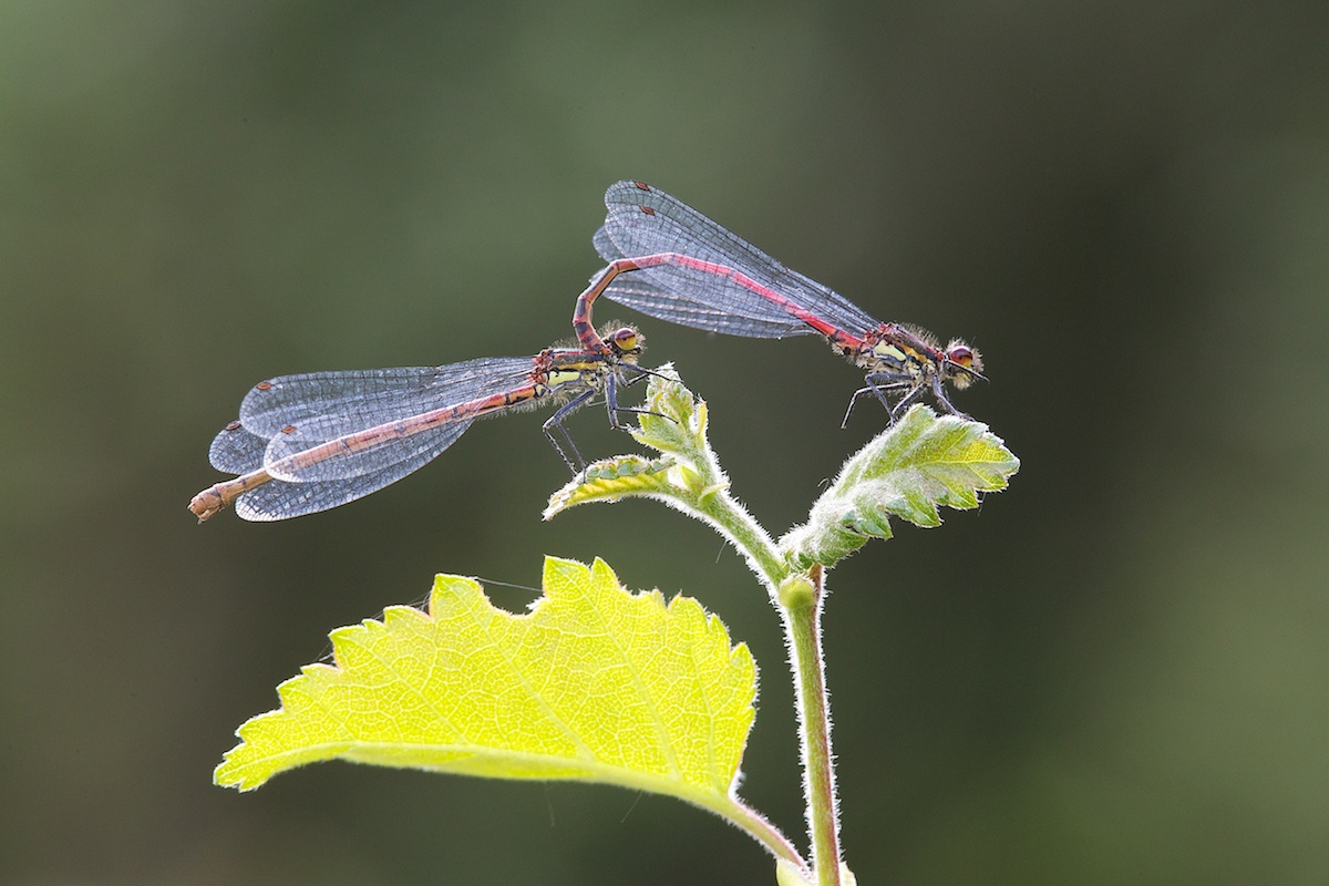 Damselflies