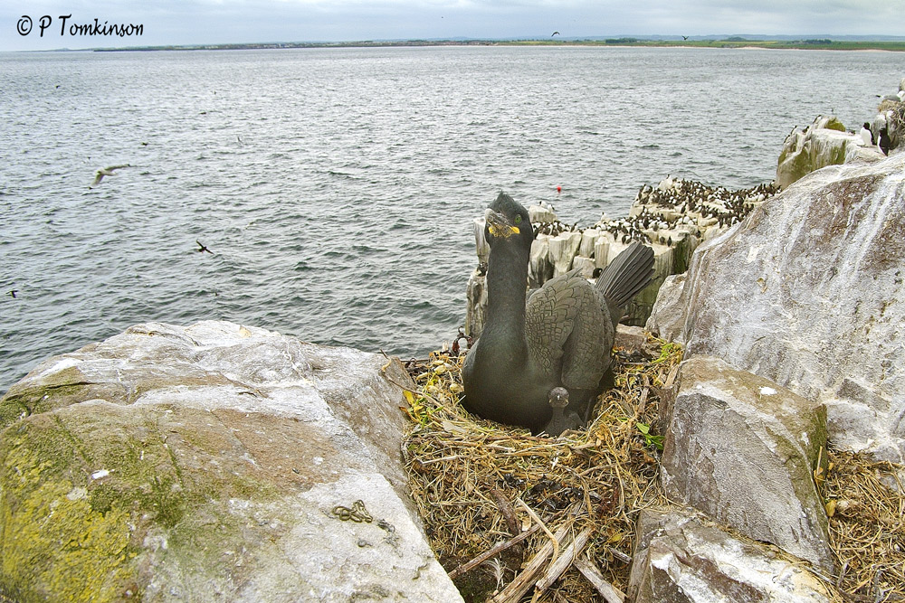 Shag