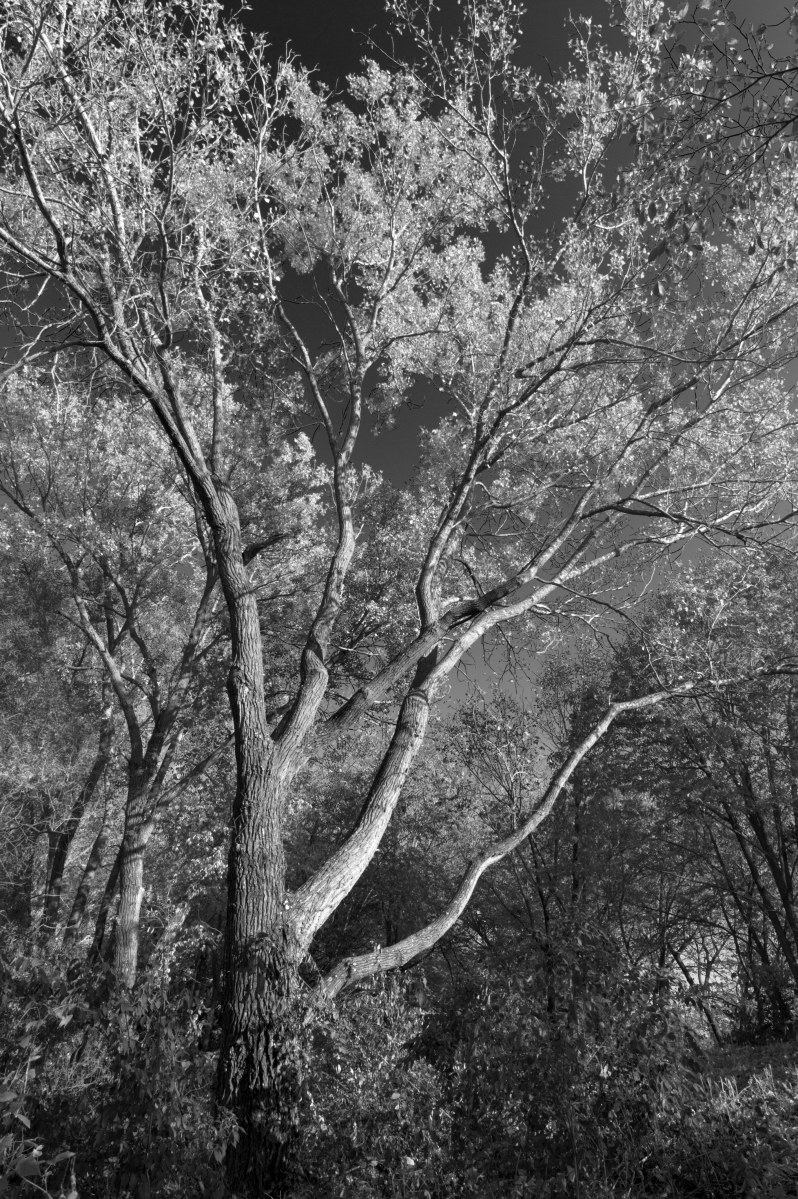 Fall Cottonwood in Mono