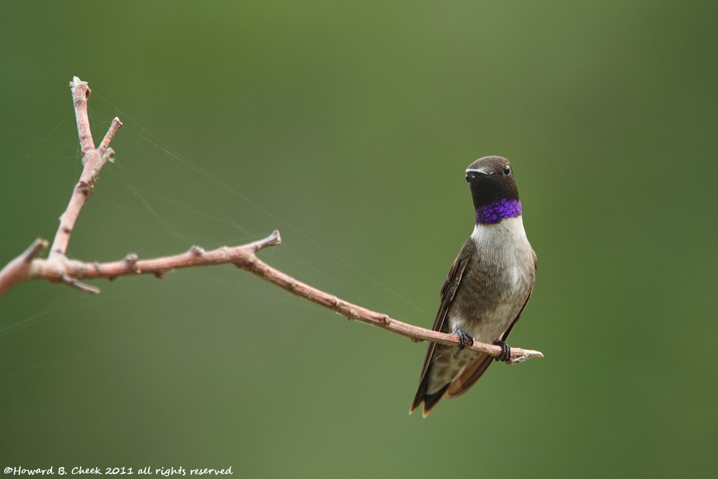 Spider Web Hummer