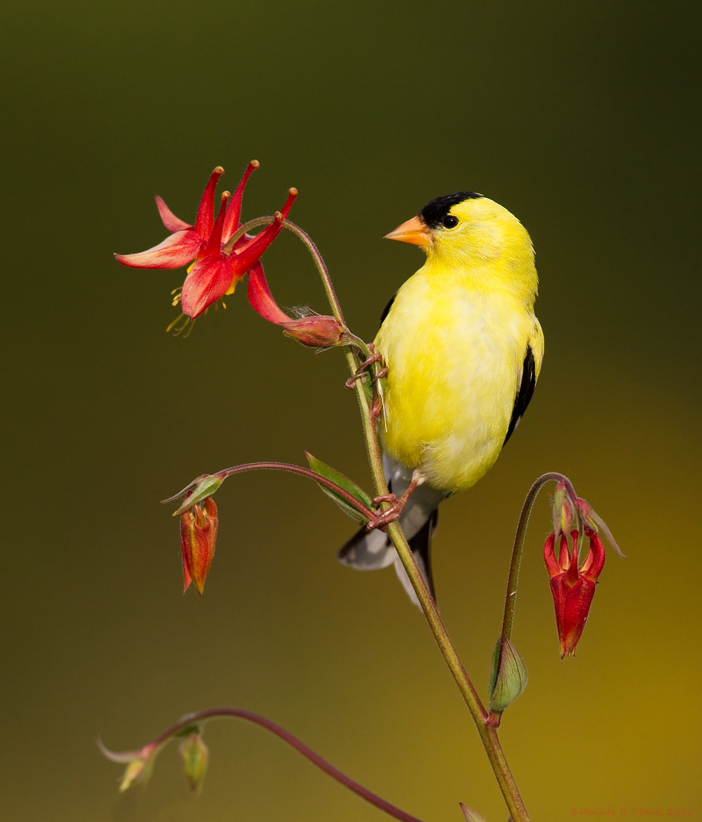 American Goldfinch
