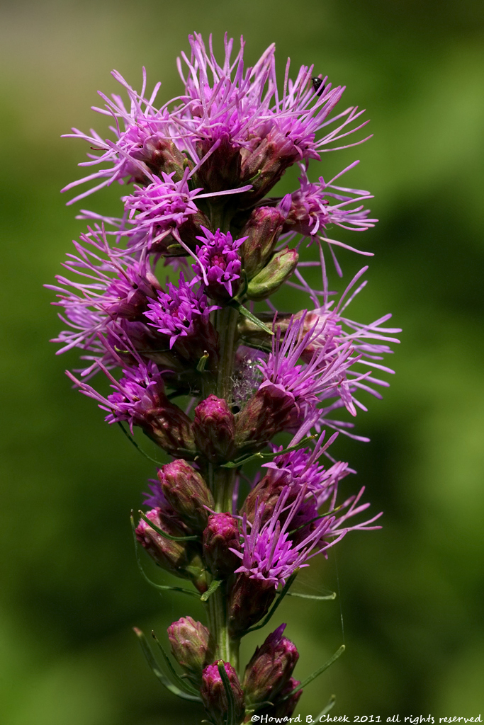 Liatris