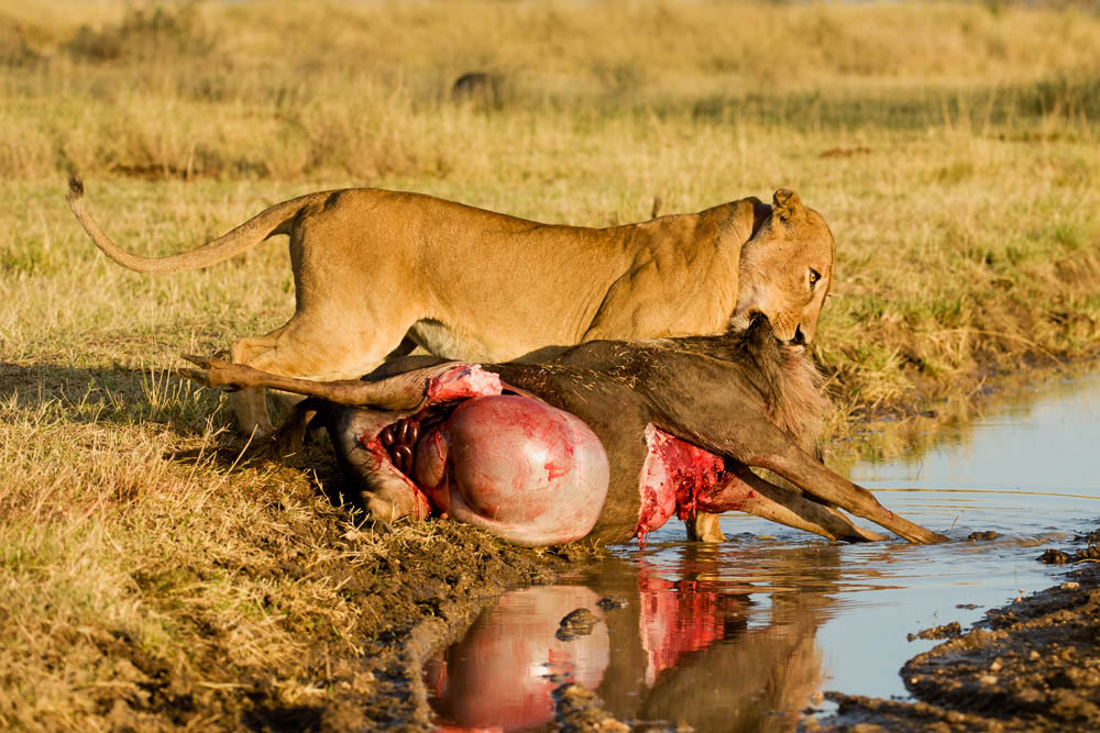 Lioness of Serengeti 