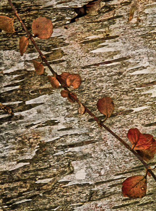 Dead limb on birch
