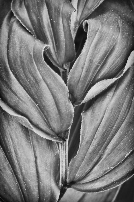 Trilium leaves