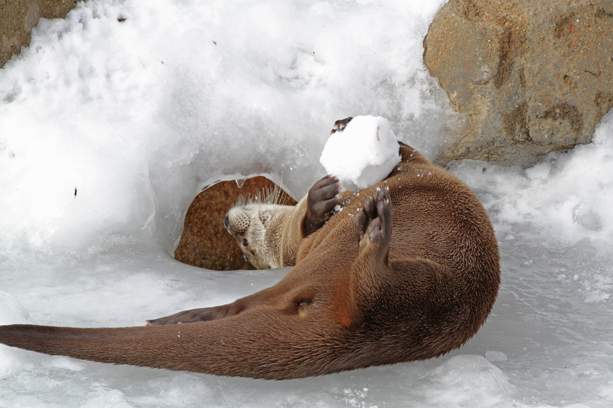 NA river otter tag (C)