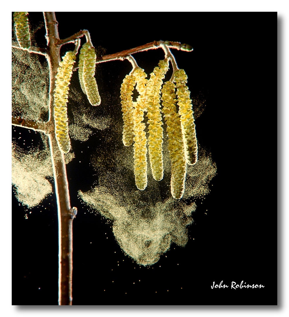 Hazel pollen
