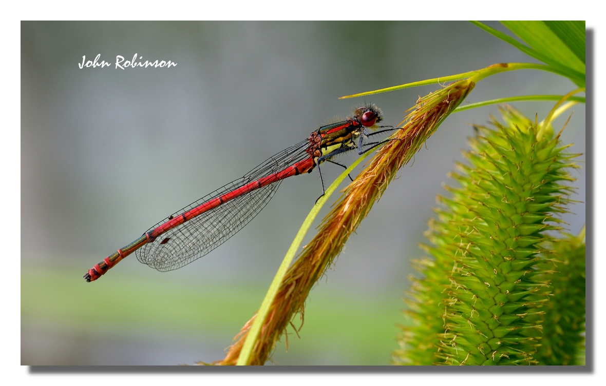 Red Damsel