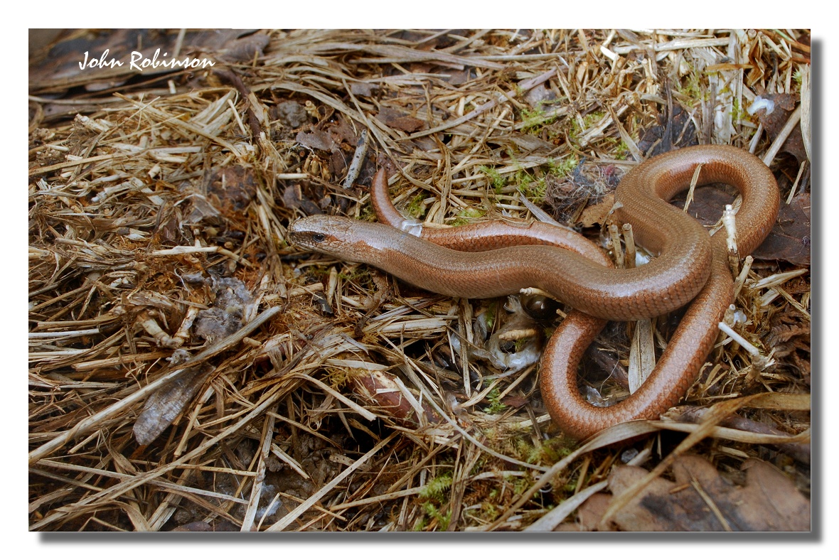 Slow worm