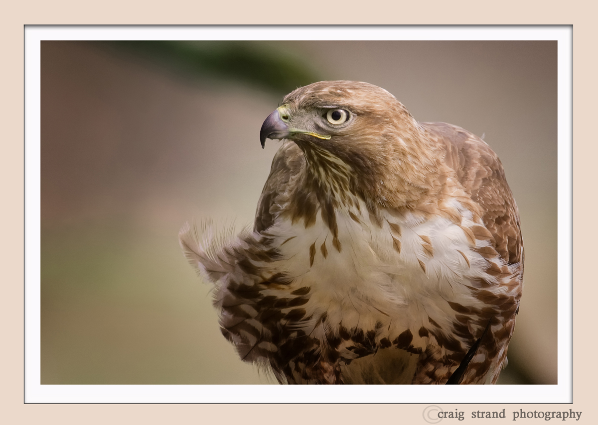 RT Hawk Portrait