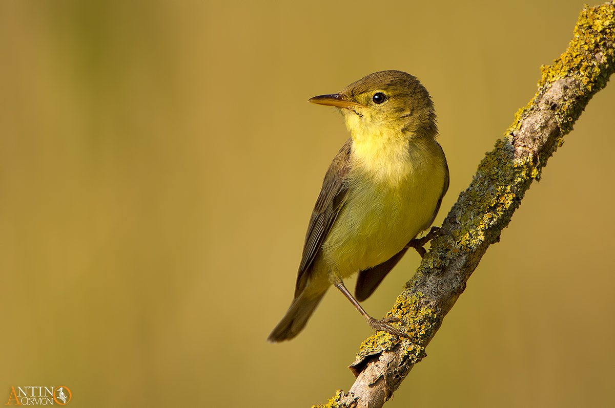 Melodious Warbler