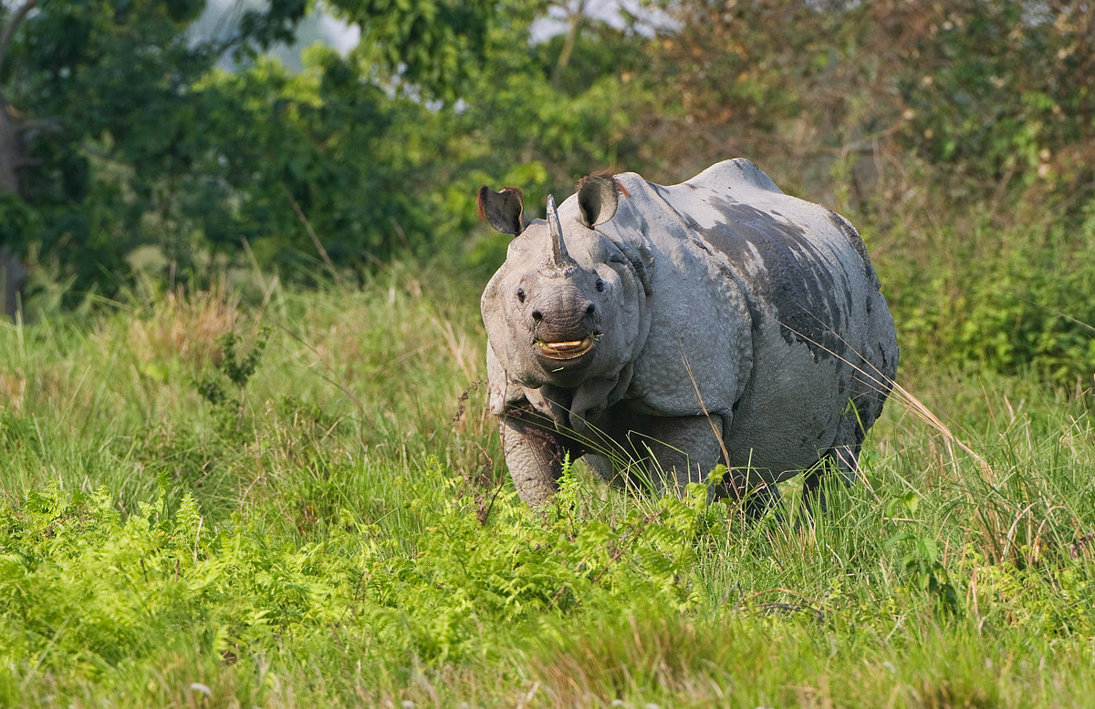 Asian Rhino