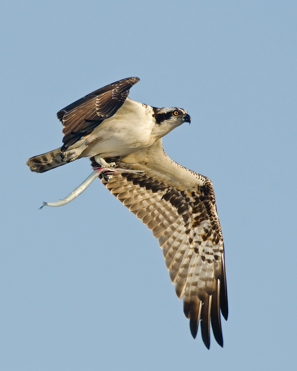 Osprey & Needle Fish