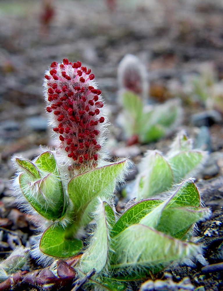 WC485 - Arctic Willow
