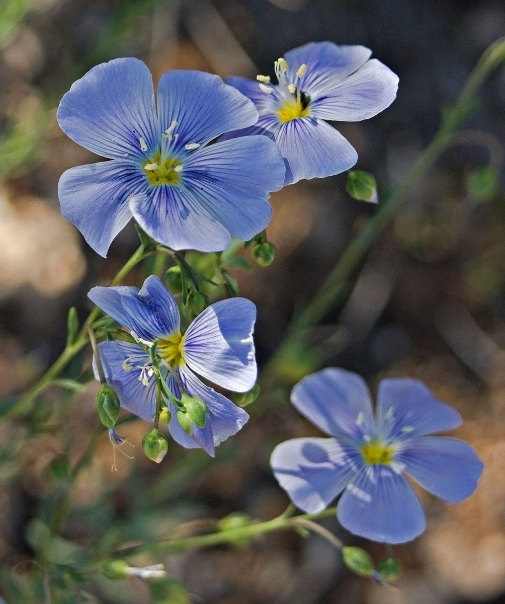 Morning Flax