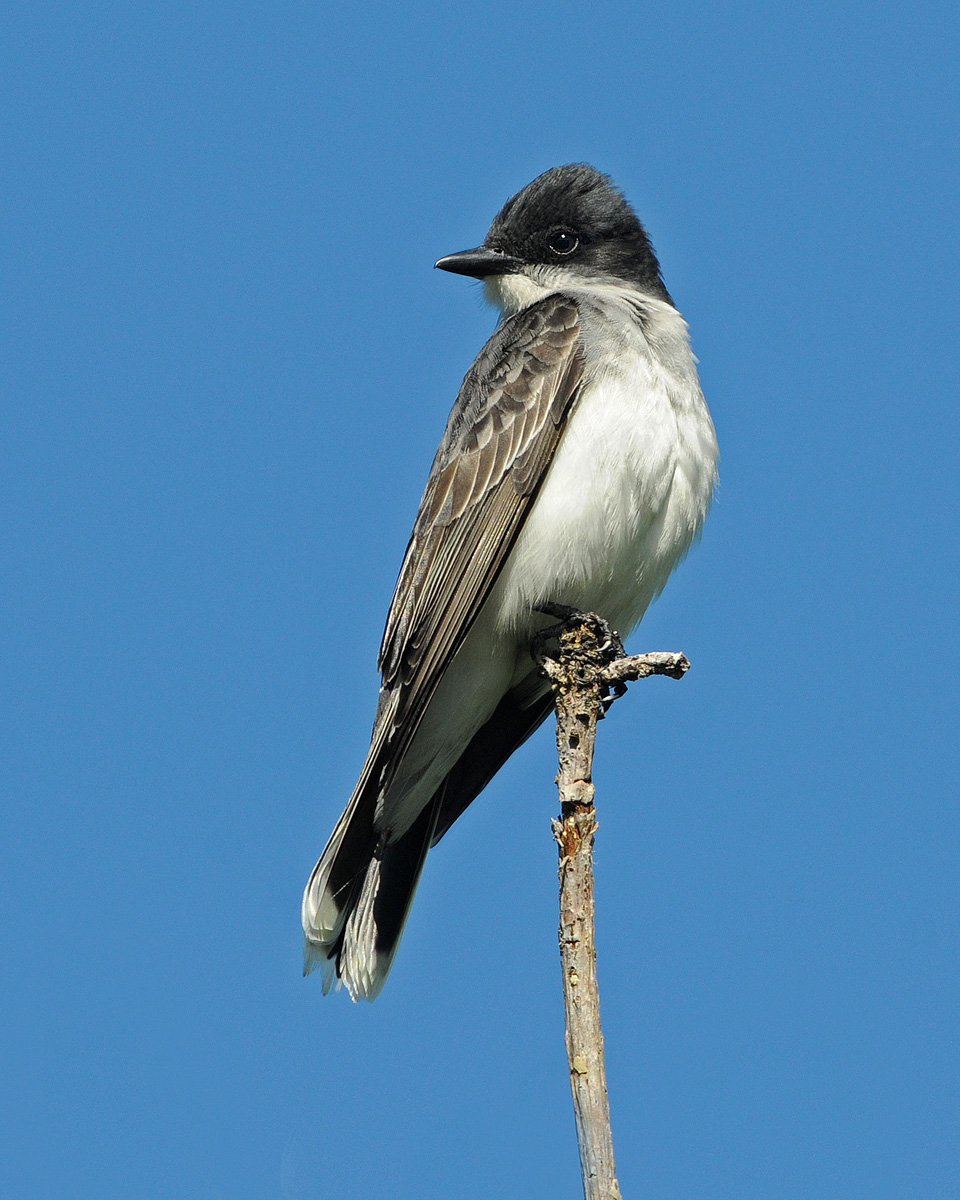 Classic Kingbird